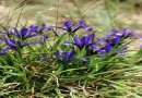 Iris graminea ©  Pandion Wild Tours